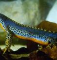 During the mating season early in the year, the males of the Alpine newt (<i>Mesotriton alpestris</i>) exhibit blue coloring on their backs.