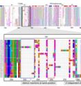 Sequence alignment according to the new, phylogeny-aware method.