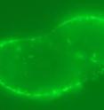 A fluorescent image of the cell taken 15 minutes after introducing the quantum dot-siRNA complex. At this early stage the particles are in the cell membrane.