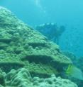 Coral research in Las Perlas Islands, Panama.