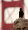 A male European starling sits on a statue and sings in San Francisco, with the Golden Gate Bridge in the background.