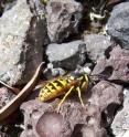Megan Eckles lures yellowjacket wasps with protein-rich bait.
