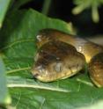 A brown tree snake on Guam.