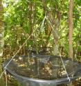 These traps are among 119 placed under or near trees on Guam and the nearby island of Saipan to determine the distribution of tree seeds.