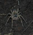 A female wolf spider, <I>Hogna helluo</I>, consuming a male.