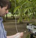 Scientists used specially-equipped towers to measure chemical emissions from plants in a walnut grove in California.