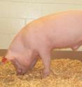 Pig born with cystic fibrosis.