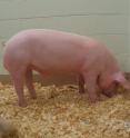 Pig born with cystic fibrosis.