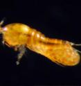 A female <i>Tigriopus californicus</i> copepod with an egg sac containing 30 to 40 offspring was obtained for the new study from a population just south of San Diego's Ocean Beach.