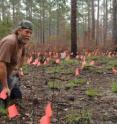 Veteran worm grunter Gary Revell is surrounded by flags that mark the point of emergence of earthworms driven to the surface by the sounds that he creates.