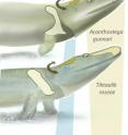 A new study of Tiktaalik roseae (middle), a 375-million-year-old transitional fossil, highlights an intermediate step between the condition in fish like Eusthenopteron (bottom) and that in early limbed forms like Acanthostega (top). The new data are described in a paper by Jason Downs, Ted Daeschler and Neil Shubin in the Oct. 16 edition of Nature.