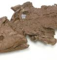 New research by scientists at the Academy of Natural Sciences provides the first detailed look at the internal head skeleton of <i>Tiktaalik roseae,</i> the 375-million-year-old fossil animal that is a step in the evolutionary transition of fish to limbed animals.