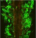 The green represents the beneficial bacterium Bacillus subtilis, which has formed a biofilm on the Arabidopsis root surface.