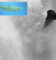 A single frame from a research video tracking the flow of water around Primo, a retired US Navy bottlenose dolphin.