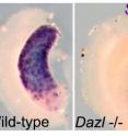 In the image above, the wild-type ovaries express Stra8 (shown by the purple stain), but the ovaries lacking the Dazl gene do not show Stra8 expression.   Stra8 is expressed at the very beginning of meiosis, the type of cell division in germ cells that halves the number of chromosomes in preparation of egg or sperm production.