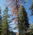 An old-growth sugar pine in the Sierra Nevada Range in California dies after a bark beetle attack. Warmer temperatures that reduce snow pack, prolong drought and favors insects could be affecting trees.