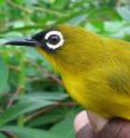 The Splendid White-eye (Zosterops splendidus) is found only on the tiny island of Ranongga is one of seven species endemic to islands of the New Georgia Group, Solomon Islands. This species was among the original 'great speciators' described by Mayr and Diamond in PNAS over 30 years ago.