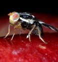 This is a female apple maggot fly (<i>Rhagoletis pomonella</i>) on the surface of an apple.