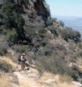 Dave Bertelsen hikes Finger Rock trail in the Santa Catalina Mountains. Tucson, Ariz., can be seen in the valley below. Bertelsen has been hiking the trail and recording the locations of plants in bloom for more than 25 years.