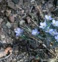Miniature woolly star, known to scientists as Eriastrum diffusum, is one of the plants that has been blooming at higher elevations in Arizona's Santa Catalina Mountains as the summer temperatures warm.