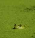 In freshwater ecosystems, like lakes, phosphorus pollution causes algal blooms.