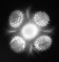 This fluorescent image of a sunflower pollen grain taken with a mirrored pyramidal well simultaneously shows it from five vantage points.