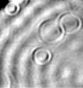 A scanning tunneling microscope recognizes spherical patterns on a copper surface (image section approx. nine times nine nanometers). These irregularities in electron distribution are caused by cobalt atoms deep inside the copper.