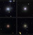 These four dwarf galaxies are part of a census of small galaxies in the tumultuous heart of the nearby Perseus galaxy cluster. The galaxies appear smooth and symmetrical, suggesting that they have not been tidally disrupted by the pull of gravity in the dense cluster environment. Larger galaxies around them, however, are being ripped apart by the gravitational tug of other galaxies. The images, taken by NASA/ESA's Hubble Space Telescope, are evidence that the undisturbed galaxies are enshrouded by a "cushion" of dark matter, which protects them from their rough-and-tumble neighborhood. Dark matter is an invisible form of matter that accounts for most of the Universe's mass. Astronomers have deduced the existence of dark matter by observing its gravitational influence on normal matter, consisting of stars, gas, and dust. Observations by Hubble's Advanced Camera for Surveys spotted 29 dwarf elliptical galaxies in the Perseus Cluster, located 250 million light-years away and one of the closest galaxy clusters to Earth. Of those galaxies, 17 are new discoveries. The images were taken in 2005. These four dwarf galaxies are part of a census of small galaxies in the tumultuous heart of the nearby Perseus galaxy cluster. The galaxies appear smooth and symmetrical, suggesting that they have not been tidally disrupted by the pull of gravity in the dense cluster environment. Larger galaxies around them, however, are being ripped apart by the gravitational tug of other galaxies. The images, taken by NASA/ESA's Hubble Space Telescope, are evidence that the undisturbed galaxies are enshrouded by a "cushion" of dark matter, which protects them from their rough-and-tumble neighborhood. Dark matter is an invisible form of matter that accounts for most of the Universe's mass. Astronomers have deduced the existence of dark matter by observing its gravitational influence on normal matter, consisting of stars, gas, and dust. Observations by Hubble's Advanced Camera for Surveys spotted 29 dwarf elliptical galaxies in the Perseus Cluster, located 250 million light-years away and one of the closest galaxy clusters to Earth. Of those galaxies, 17 are new discoveries. The images were taken in 2005.