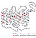 The image depicts the structure of the bovine rhodopsin protein. The blue circles represent amino acid sites that have undergone natural selection as determined through experiments, while the red circles represent amino acid sites that have undergone natural selection as determined through statistical analyses.