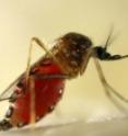 The dengue virus is often spread among humans by the <i>Aedes agypti</i> mosquito