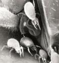 These mites, each about 1 millimeter in size, live on the body of a Madagascar hissing cockroach. These mites, each about 1 millimeter in size, live on the body of a Madagascar hissing cockroach.