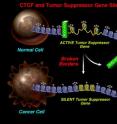 This photo shows CTCF and Tumor Suppressor Gene Silencing.