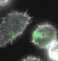 This is <i>Salmonella</i>, colored green, inside macrophage cells.