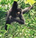 This is a curious "teenage" (sub-adult) male spider monkey.