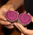 A Kansas State University researcher is studying the potential health benefits of a specially bred purple sweet potato because its dominant purple color results in an increased amount of anti-cancer components.