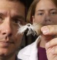 Andrew DeWoody studies eagles by using DNA in their feathers to track their movements and habits. This technique allows DeWoody to study larger populations and prevents injuries to birds because they aren't captured.