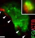 This image shows a target cell in the brain (green) contacted by an axon (red) regenerating into the brain from the spinal cord.