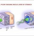 Contact with stomach acid keeps the mucin lining the epithelial cell layer in a gel-like state. Contact with stomach acid keeps the mucin lining the epithelial cell layer in a gel-like state.