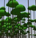 Numerous complex mathematical theories have been proposed to explain why annual growth rates of plants scale as the 3/4 power of total body mass, why total leaf mass per plant scales as the square of trunk diameter, and why a host of other widely reported ecological phenomena occur. In the August issue of the <i>American Journal of Botany</i>, Hammond and Niklas unveil a new computer model, called SERA (for spatially explicit reiterative algorithm), which accurately predicts these and many other scaling relationships as plants are forced to conform mathematically to a few very simple physical principles while they compete for light and space. In each SERA simulation, tree canopies are depicted as thinshelled hemispheres and trunks are modeled as simple, untapered cylinders that increase in girth as simulated plants age. A hypothetical landscape is randomly seeded with a specified number of propagules and monitored during every growing season to assess biomass- and age-dependent allometric relationships. A graphic module allows a population or community to be observed at any stage in its growth as old plants die and new ones propagate. In this image, the observer is standing at ground level and looking up into a forest composed of a single species mathematically modeled to mimic the allometry of a population of Abies alba.