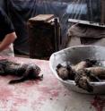 Mitch Eaton measures a dwarf crocodile in a bushmeat market in Port Gentil, Gabon. Mitch Eaton measures a dwarf crocodile in a bushmeat market in Port Gentil, Gabon.