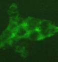Mitochondria in cells (stained green) are the cell's furnace. New data from the <i>Genes & Development</i> paper shows that the co-dependency of Rev-erb-alpha and heme affects mitochondrial function.