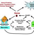 The rev-erb-alpha/PGC1-alpha pathway regulating heme homeostasis.