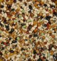This photo shows the genetic diversity of cowpea seed.