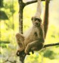 One of the first-ever analyses of the effects of global warming on endangered primates has examined how El Niño warming has affected the abundance of four highly threatened New World monkeys. This image shows the critically endangered northern muriqui, <i>Brachtyeles hypoxanthus</i>, at the RPPN Feliciano Miguel Abdala, MG, Brazil. All four monkey species showed drops in abundance relating to large-scale climate fluctuations. The study suggests that the consequences of intensified climate fluctuations could be devastating for several primate species. One of the first-ever analyses of the effects of global warming on endangered primates has examined how El Niño warming has affected the abundance of four highly threatened New World monkeys. This image shows the critically endangered northern muriqui, <i>Brachtyeles hypoxanthus</i>, at the RPPN Feliciano Miguel Abdala, MG, Brazil. All four monkey species showed drops in abundance relating to large-scale climate fluctuations. The study suggests that the consequences of intensified climate fluctuations could be devastating for several primate species.