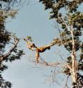 One of the first-ever analyses of the effects of global warming on endangered primates has examined how El Niño warming has affected the abundance of four highly threatened New World monkeys. This image shows the critically endangered northern muriqui, <i>Brachtyeles hypoxanthus</i>, at the RPPN Feliciano Miguel Abdala, MG, Brazil. All four monkey species showed drops in abundance relating to large-scale climate fluctuations. The study suggests that the consequences of intensified climate fluctuations could be devastating for several primate species. One of the first-ever analyses of the effects of global warming on endangered primates has examined how El Niño warming has affected the abundance of four highly threatened New World monkeys. This image shows the critically endangered northern muriqui, <i>Brachtyeles hypoxanthus</i>, at the RPPN Feliciano Miguel Abdala, MG, Brazil. All four monkey species showed drops in abundance relating to large-scale climate fluctuations. The study suggests that the consequences of intensified climate fluctuations could be devastating for several primate species.