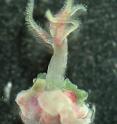 This photograph shows a female of an as yet unnamed boneworm in the genus Osedax, which has been carefully removed from the whale bone in which it was growing. This worm has green, feathery palps, which extract oxygen from seawater. At its lower end are an ovisac and bulbous "roots," which would normally be embedded in the whale bone.