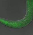 This tiny worm became temporarily paralyzed when scientists fed it a light-sensitive material, or "photoswitch," and then exposed it to ultraviolet light.