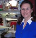 Doris Mangiaracina Benbrook, Ph.D., is in her lab at the University of Oklahoma Health Sciences Center in Oklahoma City.