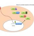 This graphic depicts the hardwiring that causes Mdm2 to increase and bind and inactivate several proteins in cancer. This graphic depicts the hardwiring that causes Mdm2 to increase and bind and inactivate several proteins in cancer.