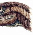 This is a fleshed-out reconstruction of the head of the new Triassic carnivorous dinosaur <i>Tawa hallae</i>.